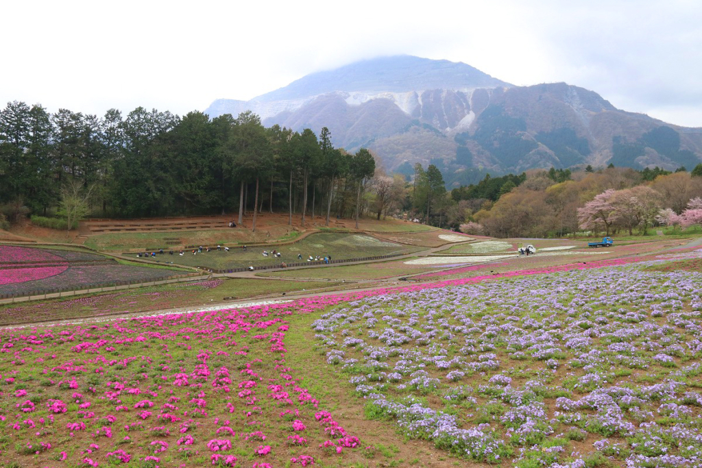 羊山公園芝桜の丘の画像