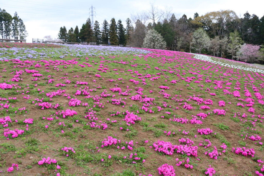 羊山公園芝桜の丘の画像