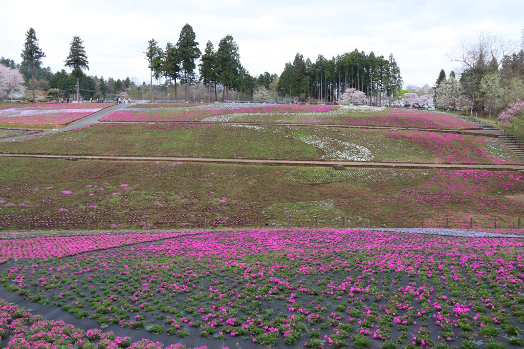 羊山公園芝桜の丘の画像