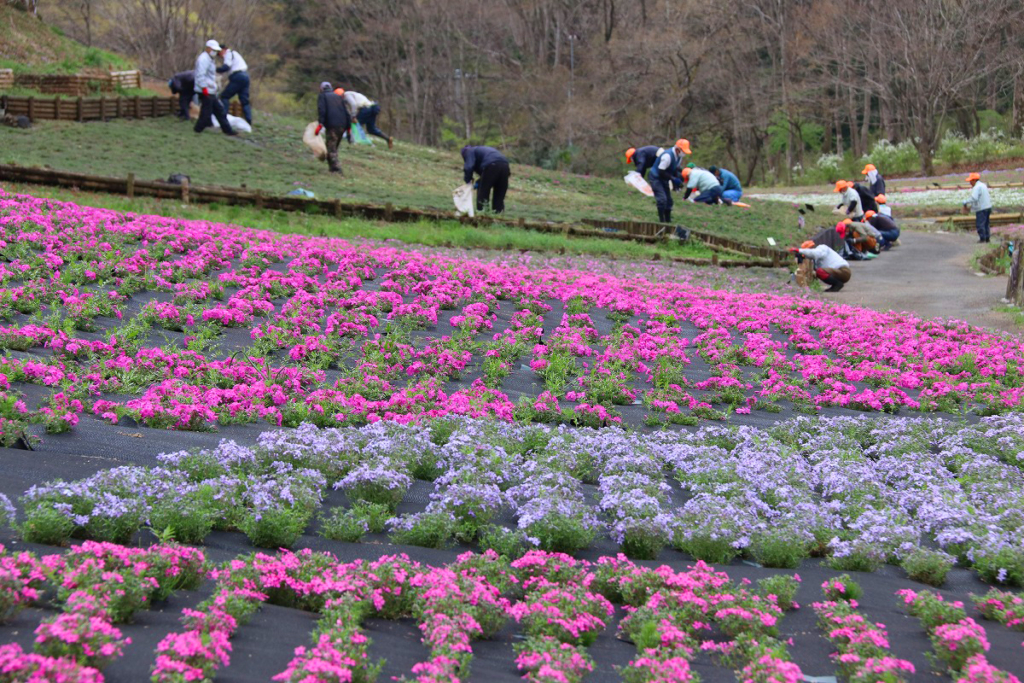 羊山公園芝桜の丘の画像