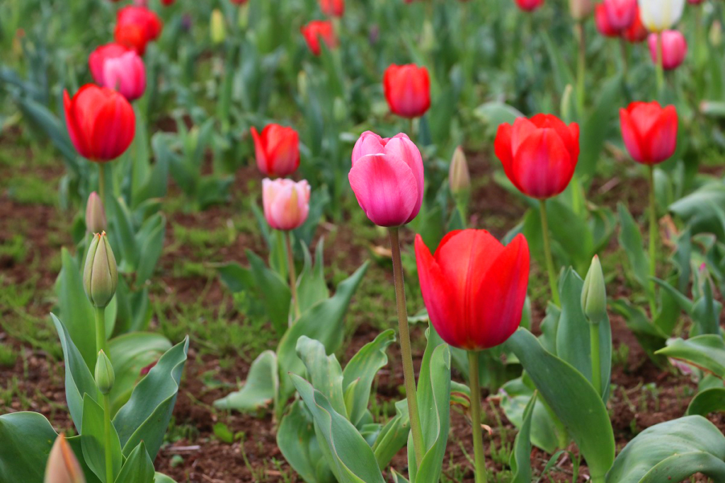 羊山公園芝桜の丘の画像