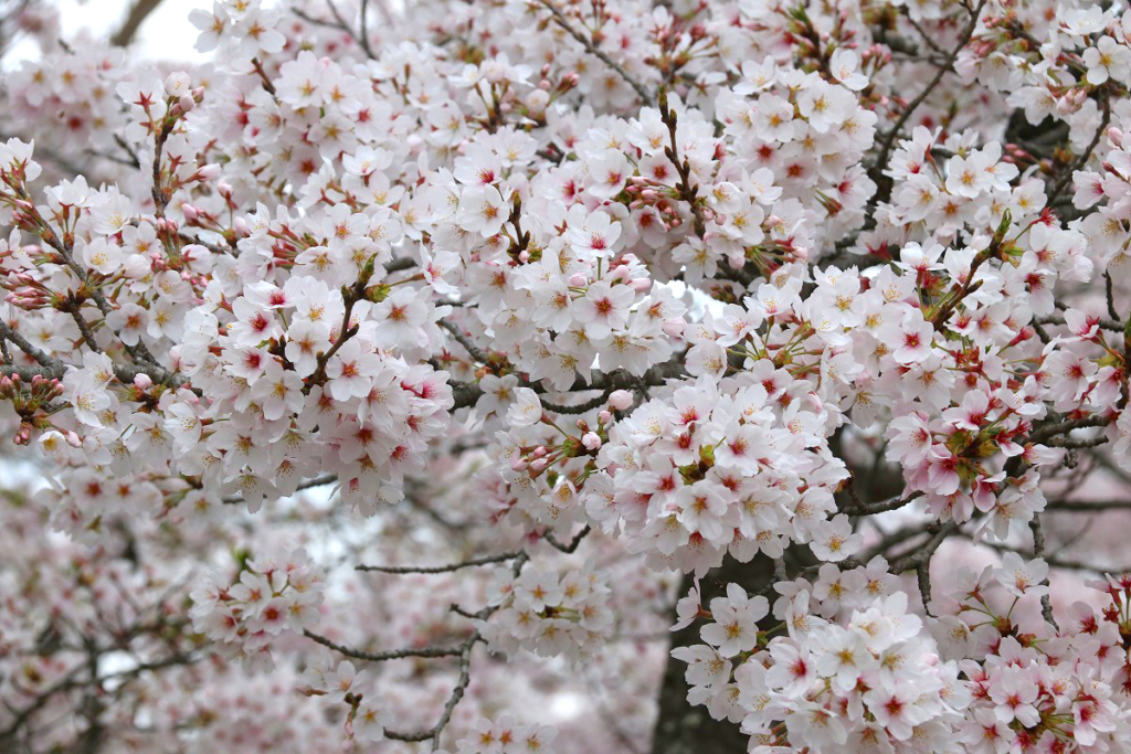 羊山公園桜の画像