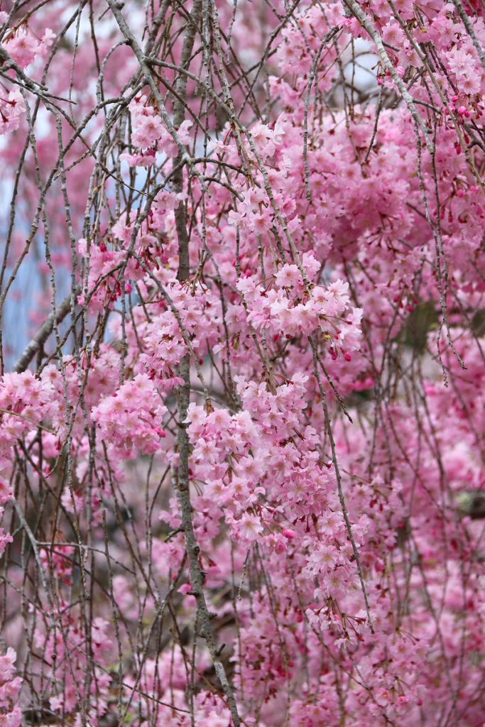 羊山公園桜の画像