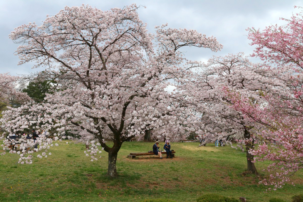 羊山公園桜の画像