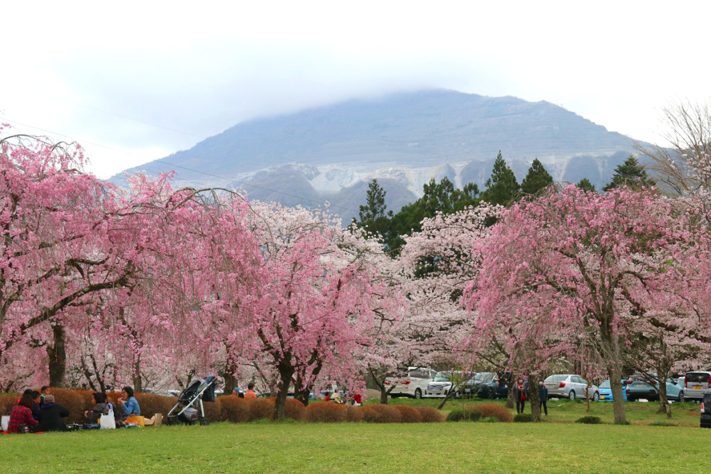 羊山公園桜の画像