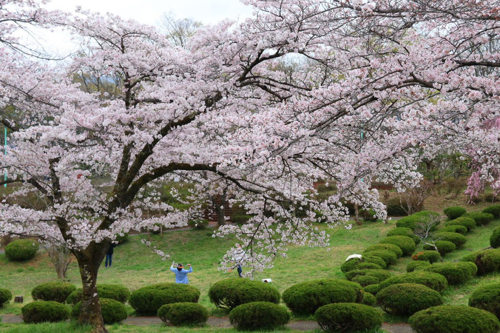 羊山公園桜の画像