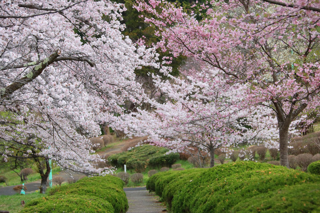 羊山公園桜の画像