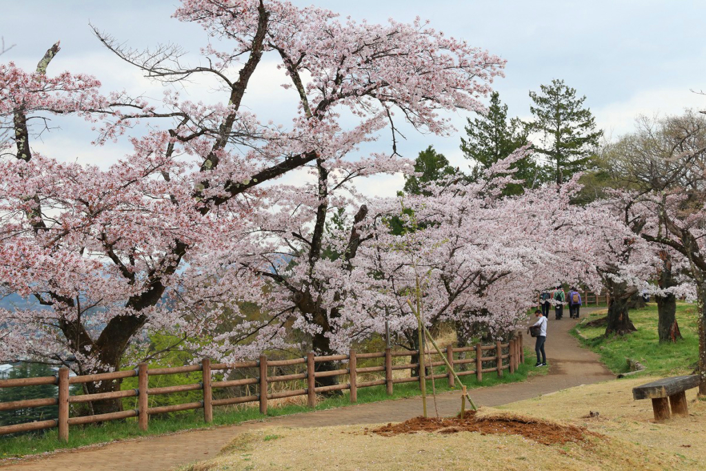 羊山公園見晴らしの丘桜の画像