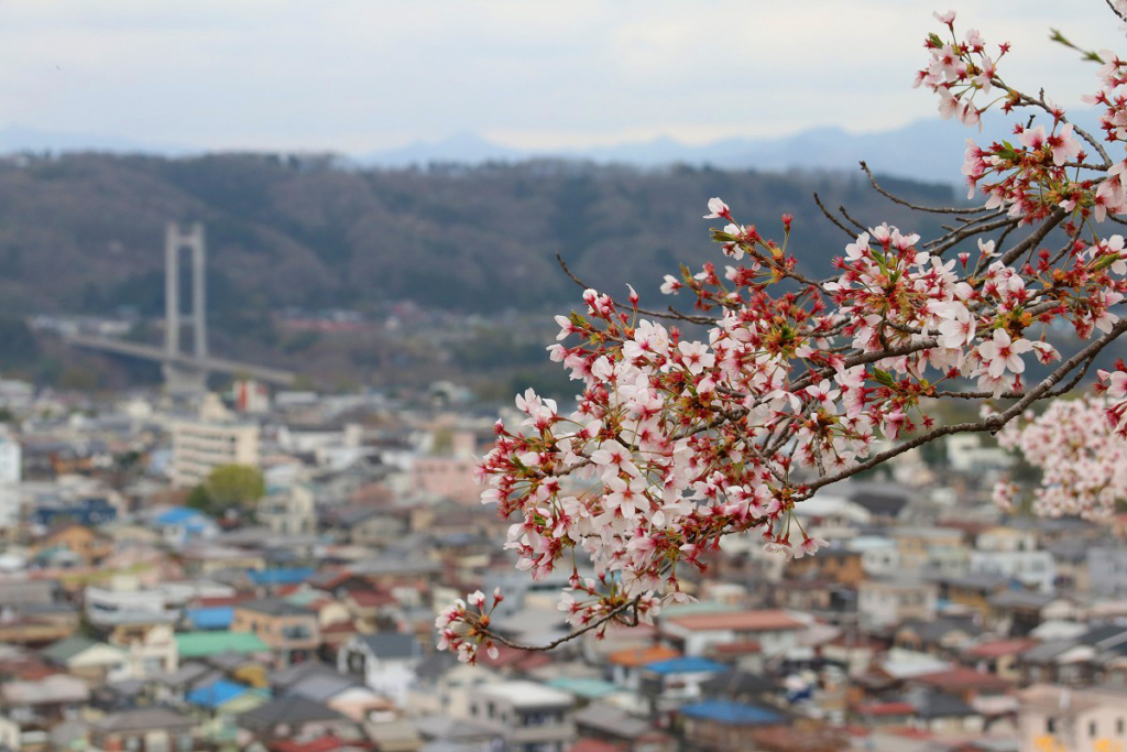 羊山公園見晴らしの丘桜の画像