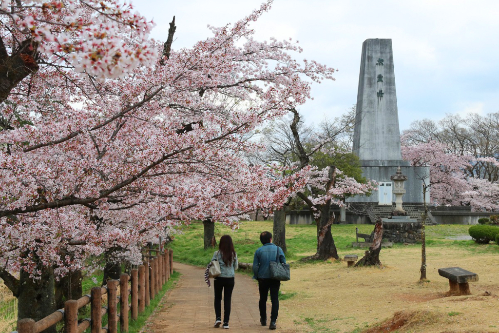 羊山公園見晴らしの丘桜の画像