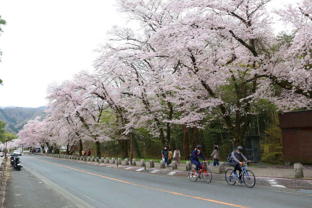 宝登山参道桜並木の画像