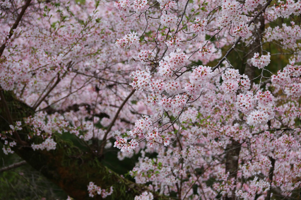 宝登山参道桜並木の画像