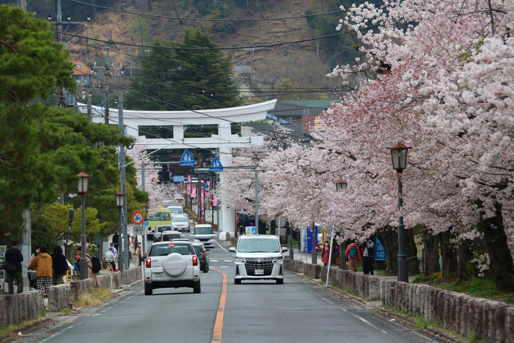 宝登山参道桜並木の画像