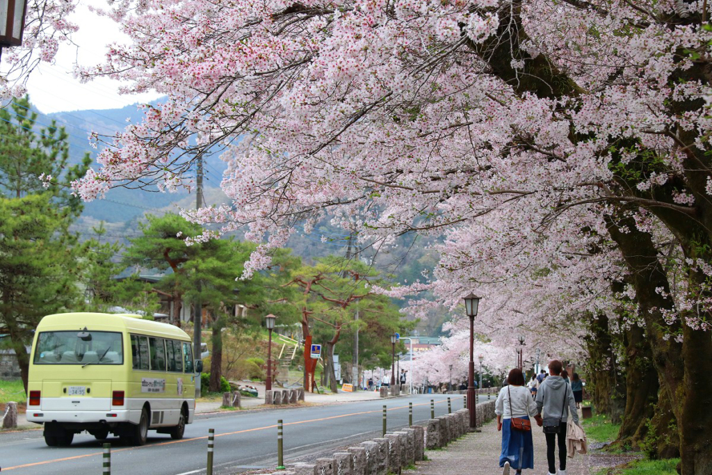 宝登山参道桜並木の画像