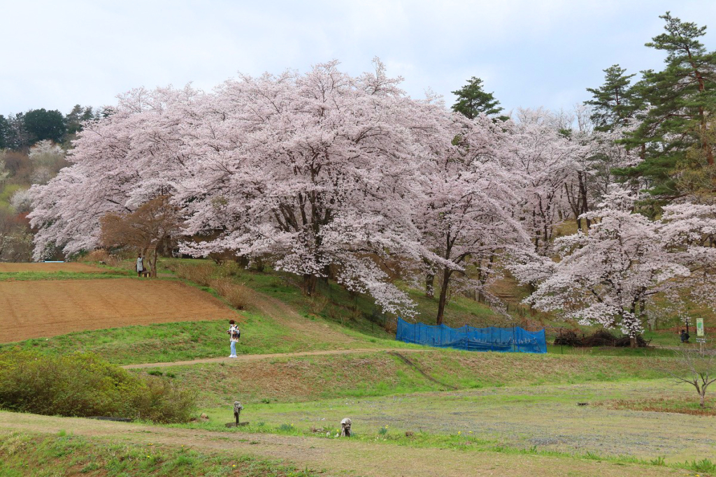 野土山桜の画像