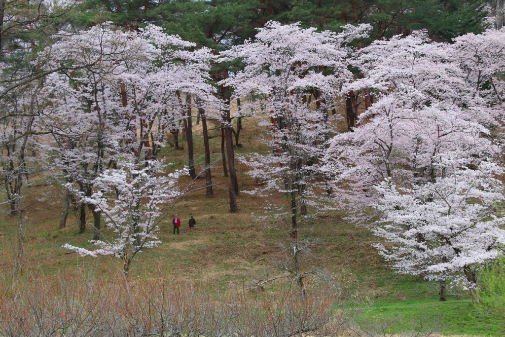 野土山桜の画像