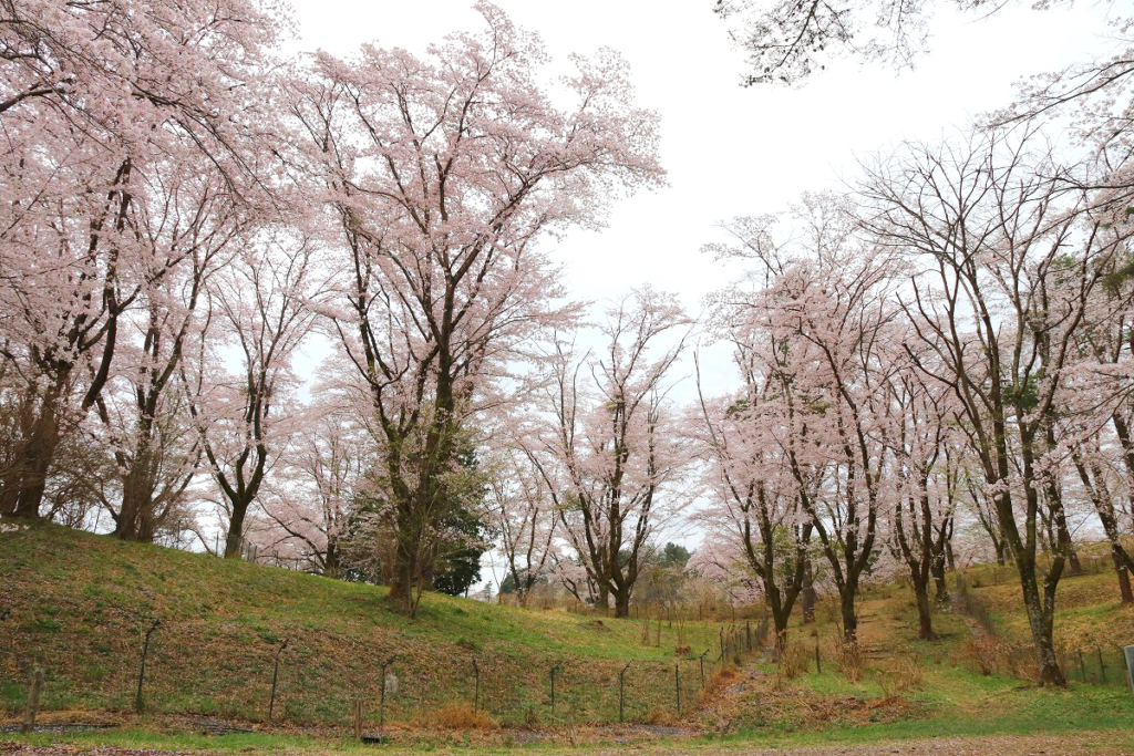 野土山桜の画像