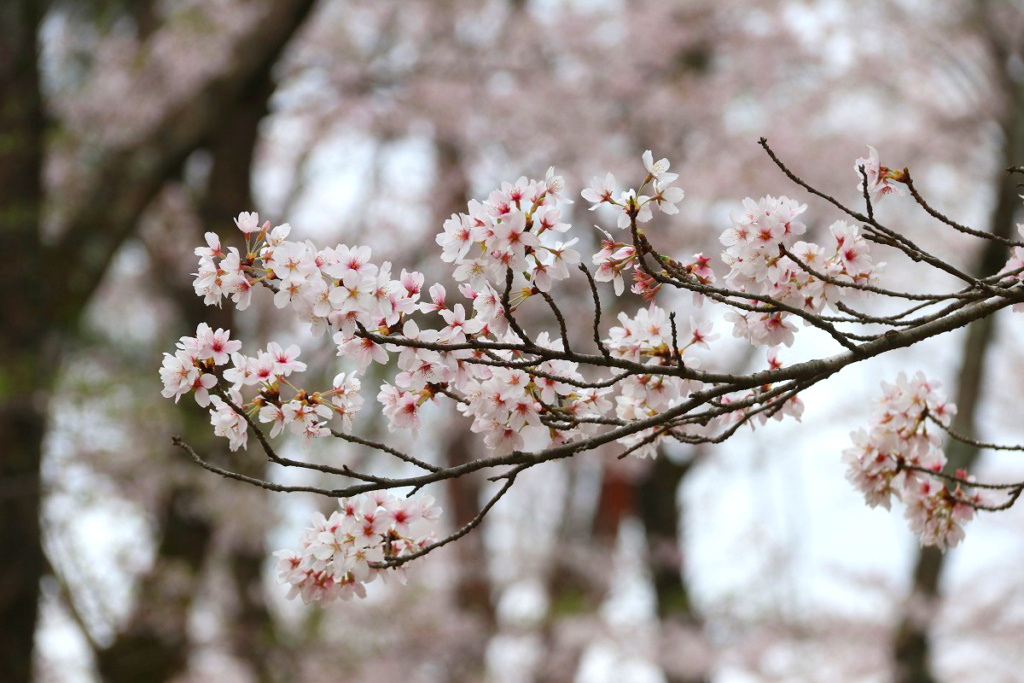 野土山桜の画像