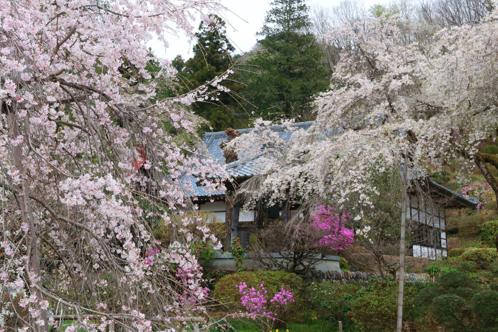 法善寺のしだれ桜の画像