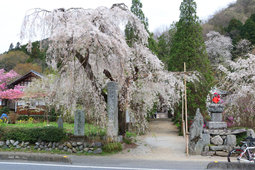 法善寺のしだれ桜の画像