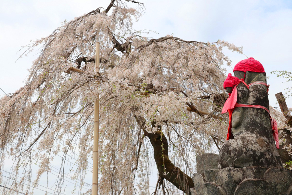 法善寺のしだれ桜の画像