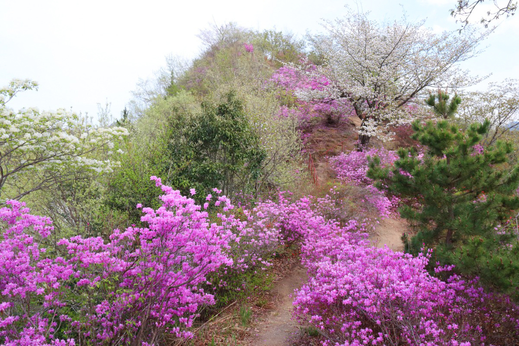 瑞岩寺岩ツツジの画像