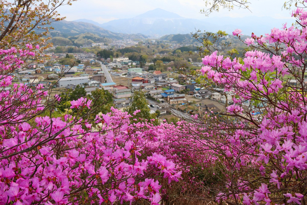 瑞岩寺岩ツツジの画像