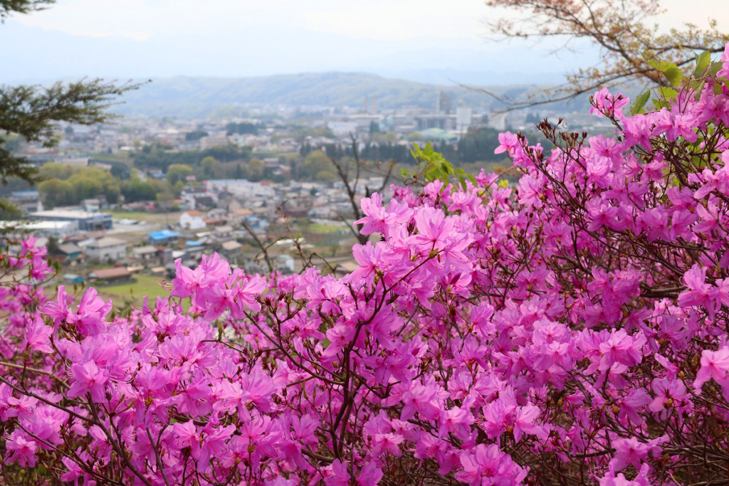 瑞岩寺岩ツツジの画像