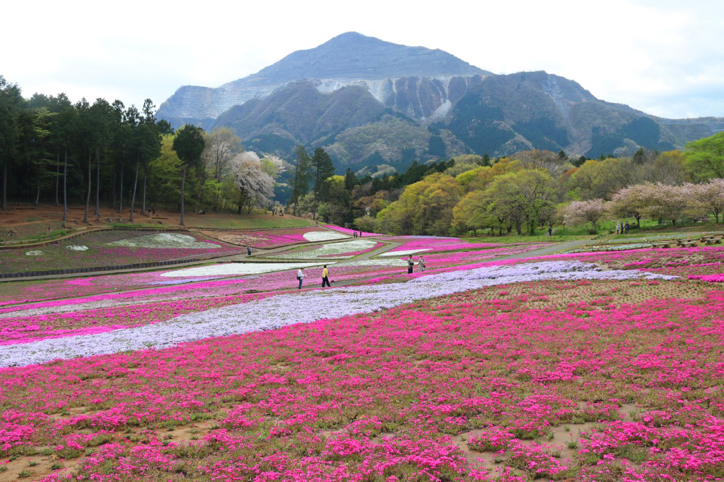 羊山公園芝桜の丘の画像