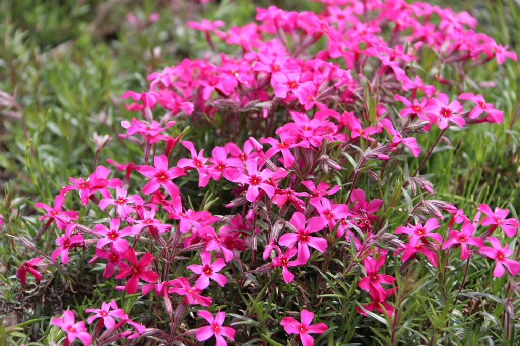 羊山公園芝桜の丘の画像