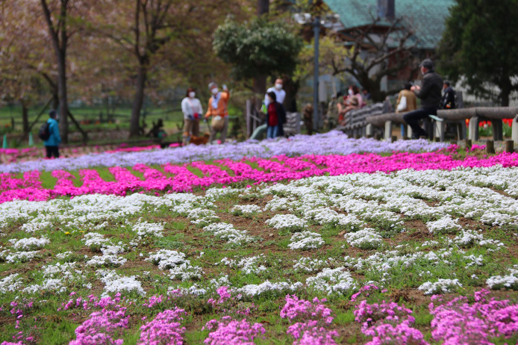 羊山公園芝桜の丘の画像