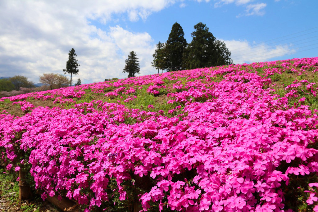 羊山公園芝桜の丘の画像