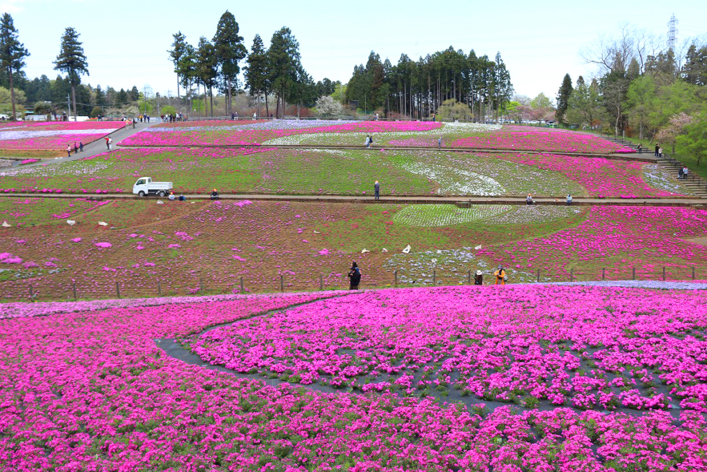 羊山公園芝桜の丘の画像