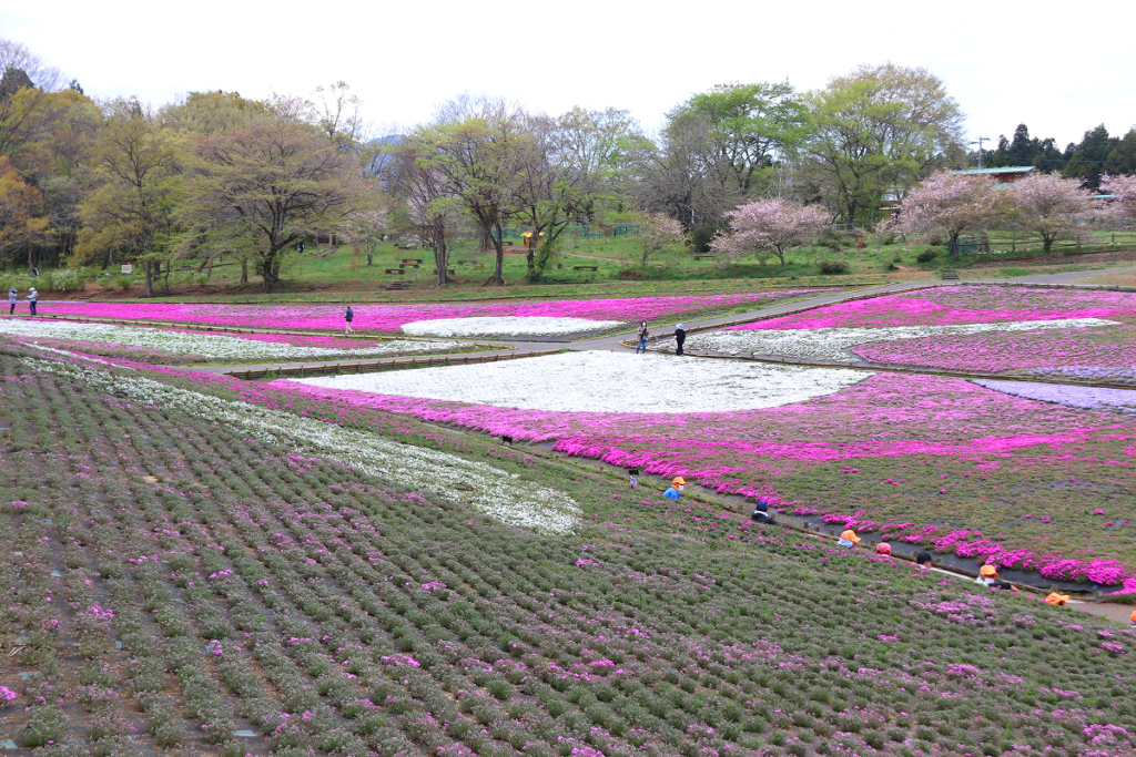 羊山公園芝桜の丘の画像