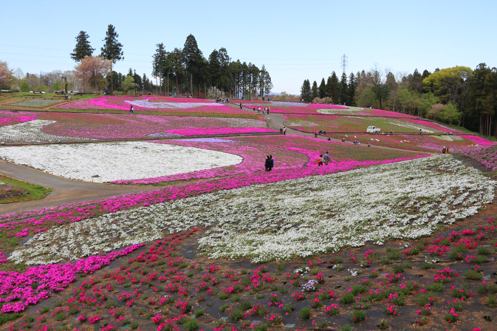 羊山公園芝桜の丘の画像