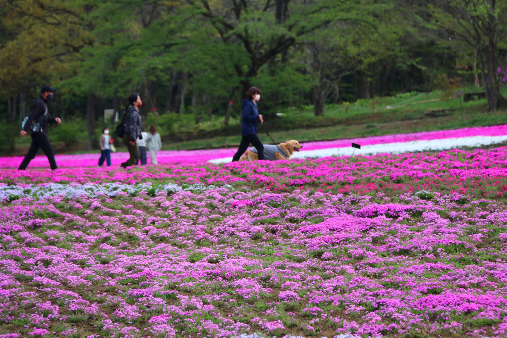 羊山公園芝桜の丘の画像