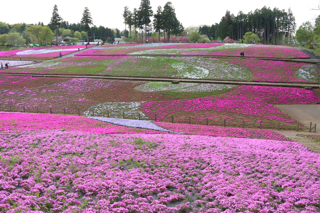 羊山公園芝桜の丘の画像