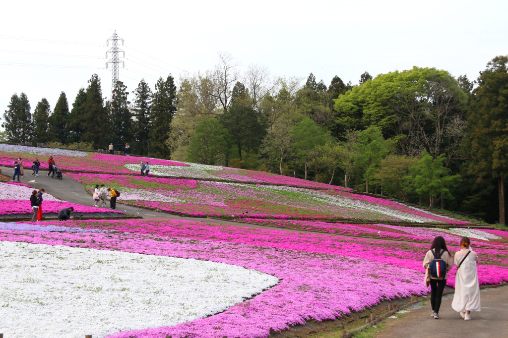 羊山公園芝桜の丘の画像