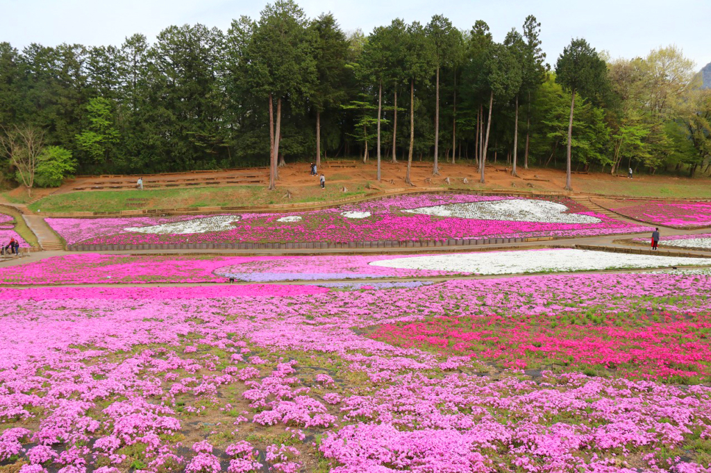 羊山公園芝桜の丘の画像