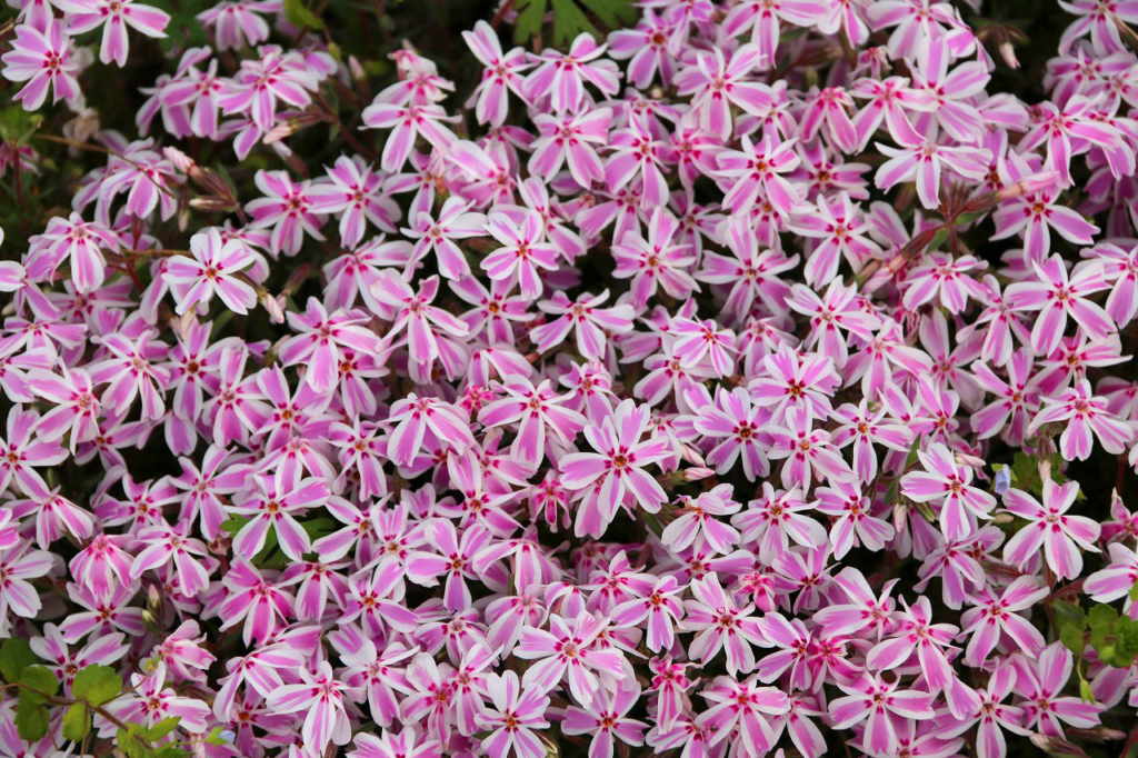 羊山公園芝桜の丘の画像