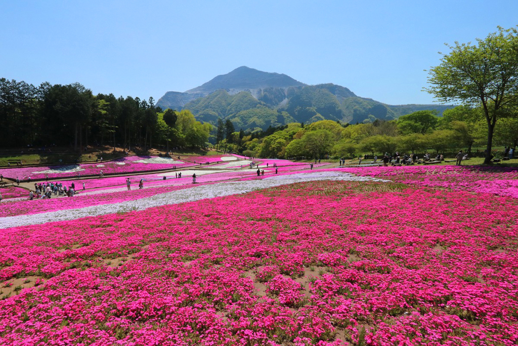 羊山公園芝桜の丘の画像