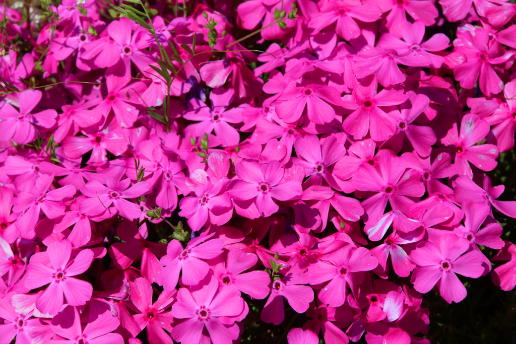 羊山公園芝桜の丘の画像