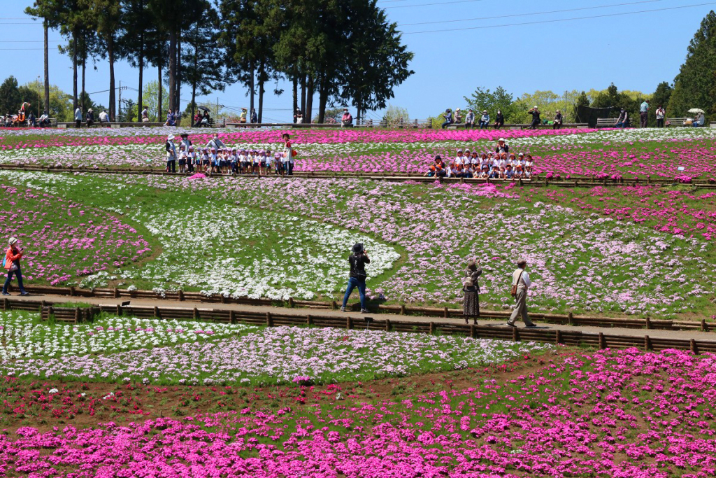 羊山公園芝桜の丘の画像