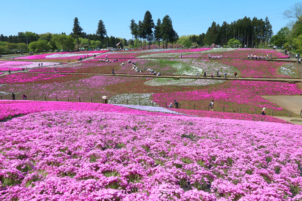 羊山公園芝桜の丘の画像