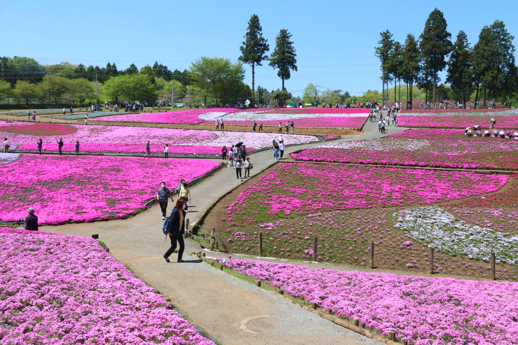 羊山公園芝桜の丘の画像