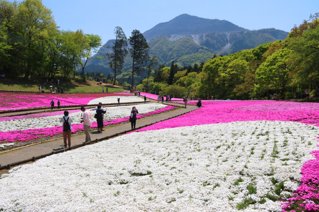 羊山公園芝桜の丘の画像