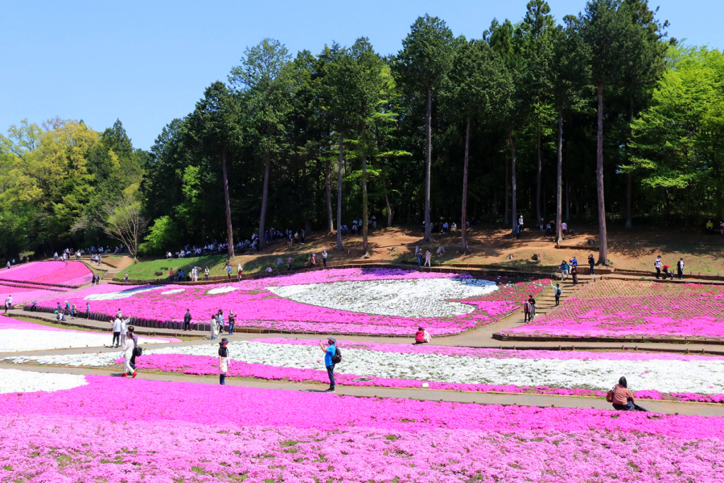 羊山公園芝桜の丘の画像