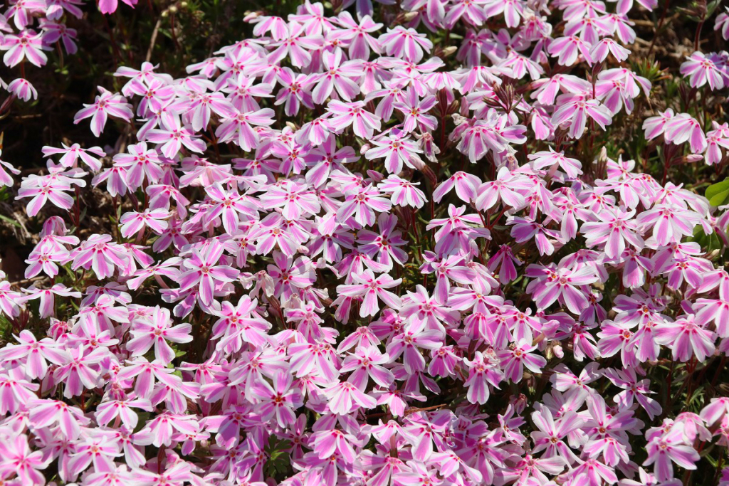 羊山公園芝桜の丘の画像