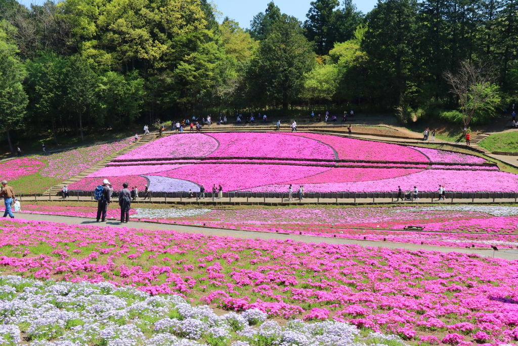 羊山公園芝桜の丘の画像