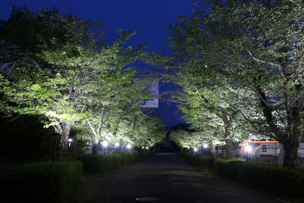 長瀞桜若葉のライトアップの画像